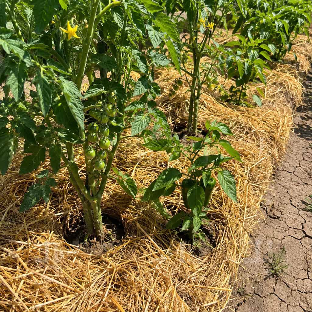 Straw Mulch Instead of a Sprinkler