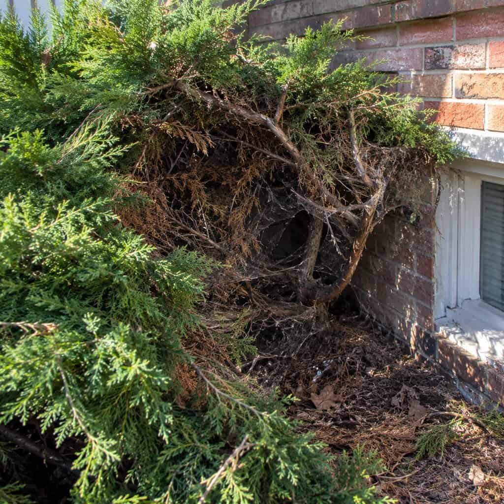 A Mass of Spreading Junipers Along the Foundation