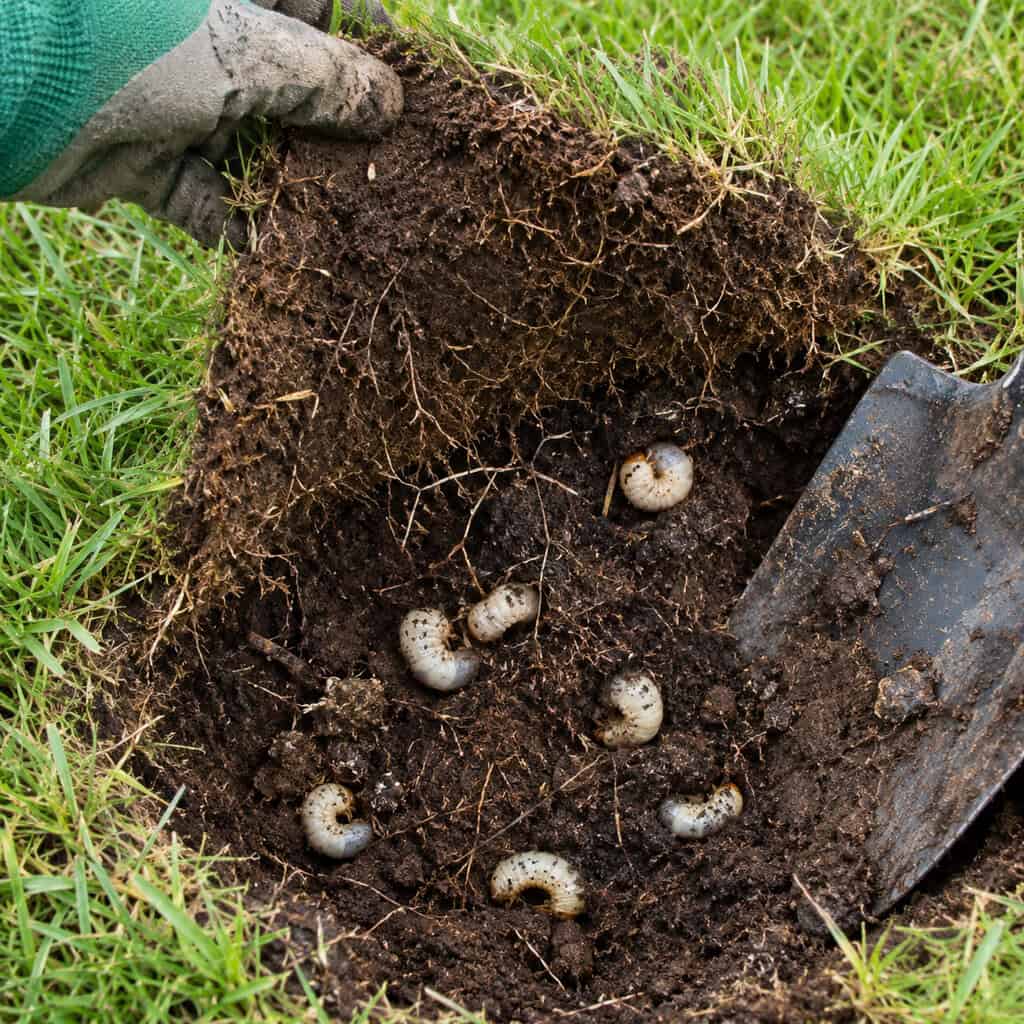Dig One Square Foot and Count the Grubs