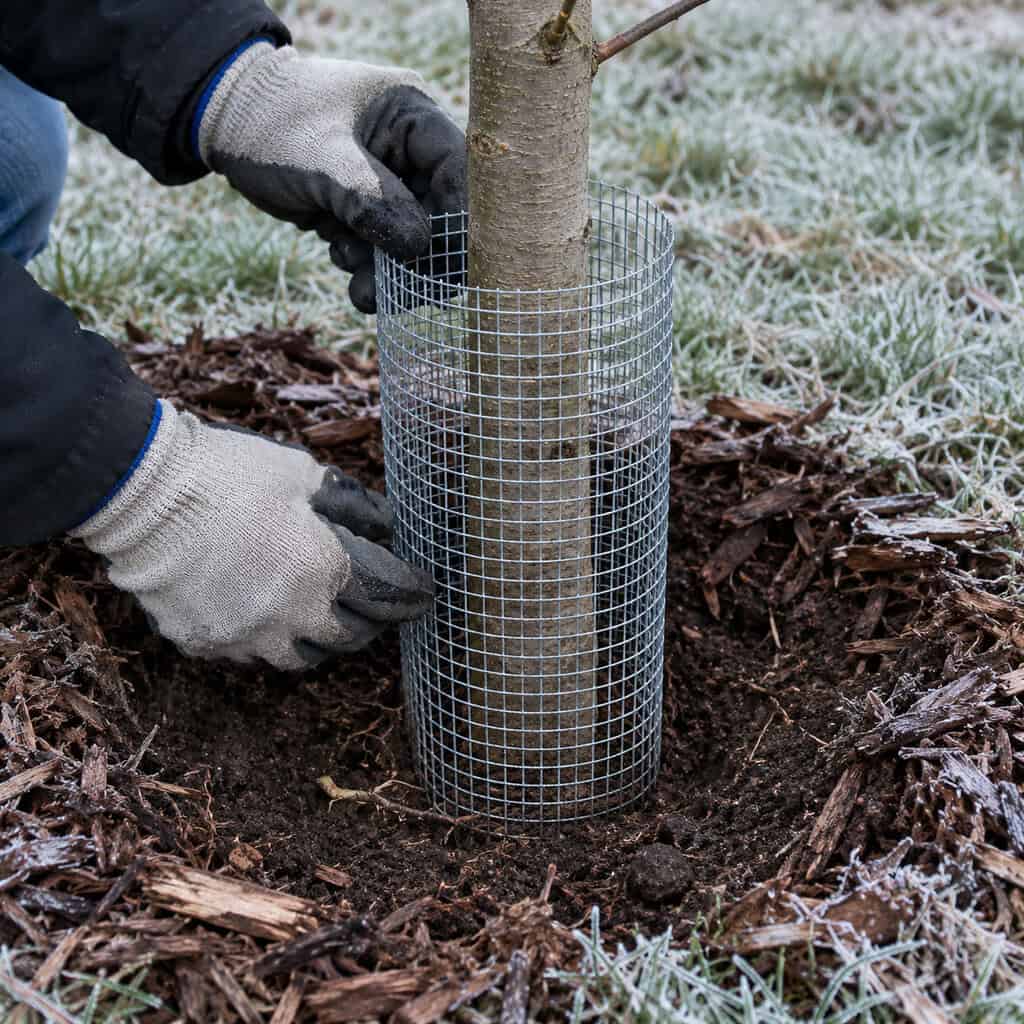 Hardware Cloth Collars on the Young Tree Trunks