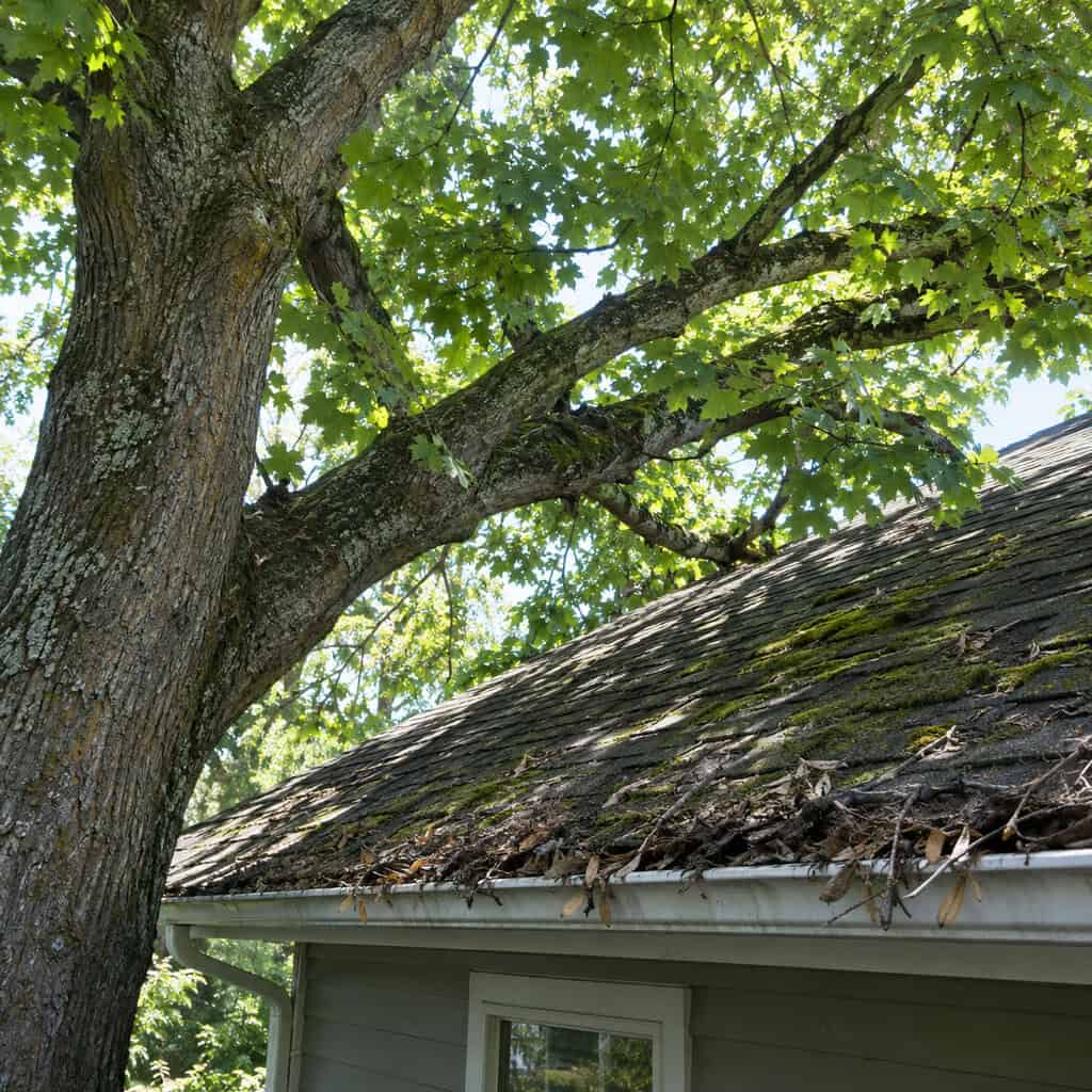 A Mature Tree Branching Out Over the Roofline