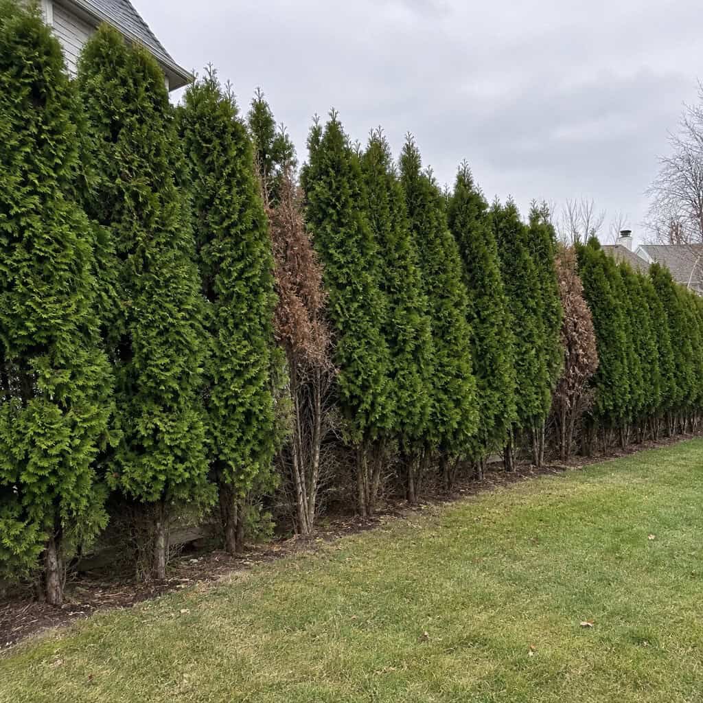 A Soldier Row of Matching Arborvitae