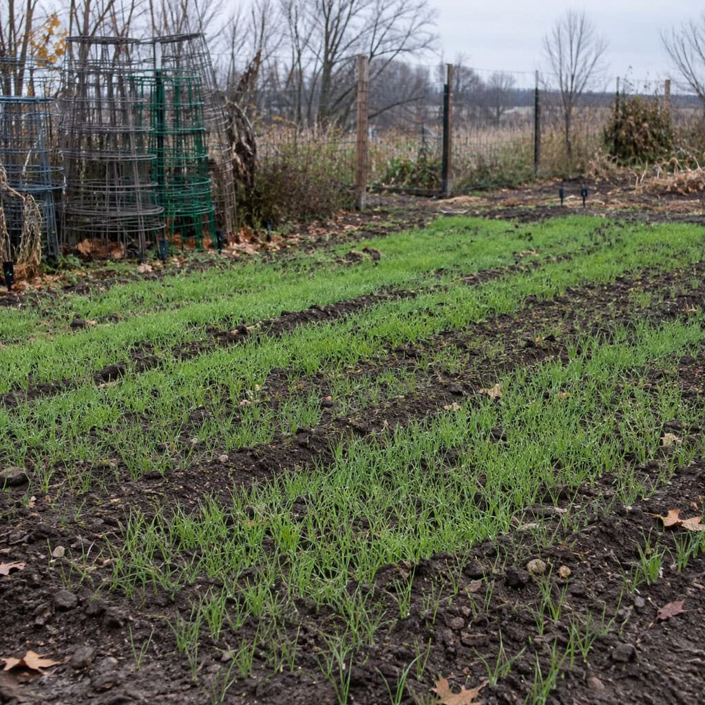 Winter Rye Sown Over the Empty Vegetable Garden