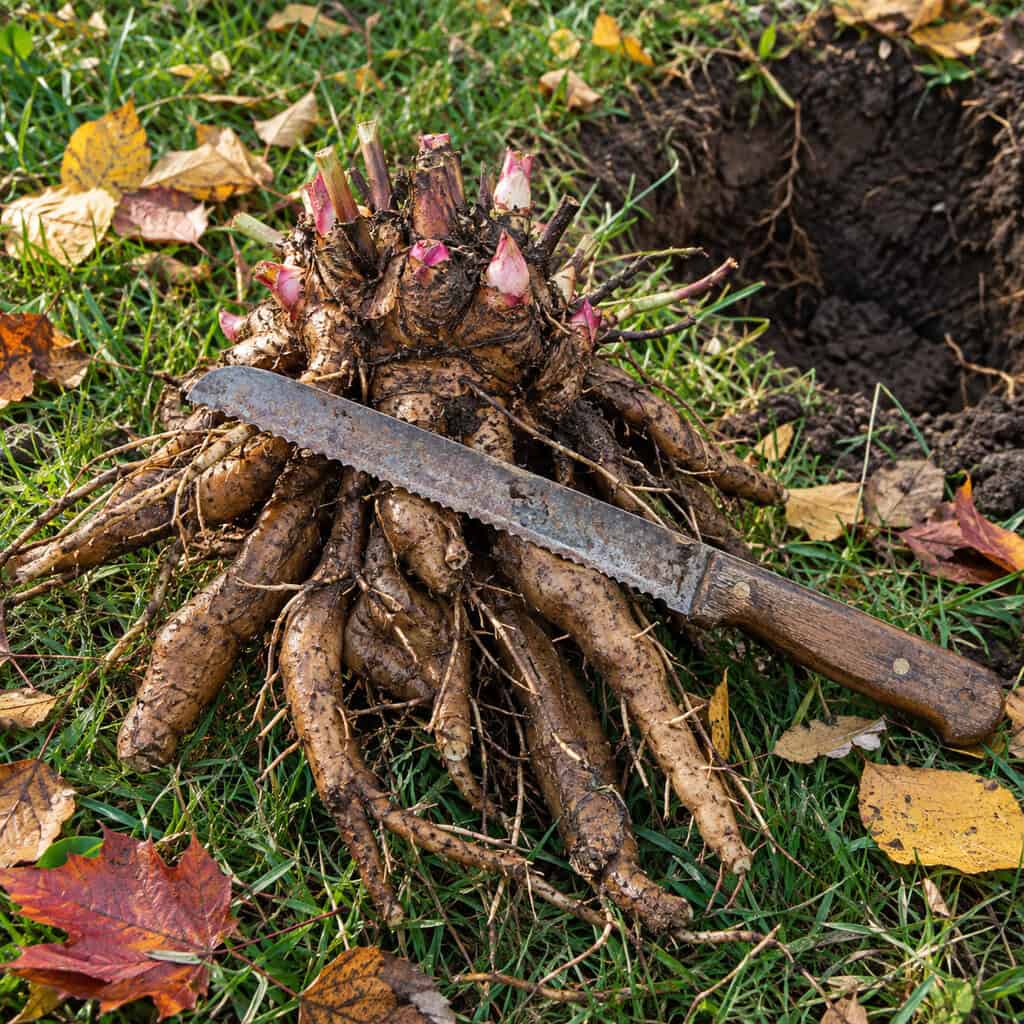 Digging and Dividing the Peonies
