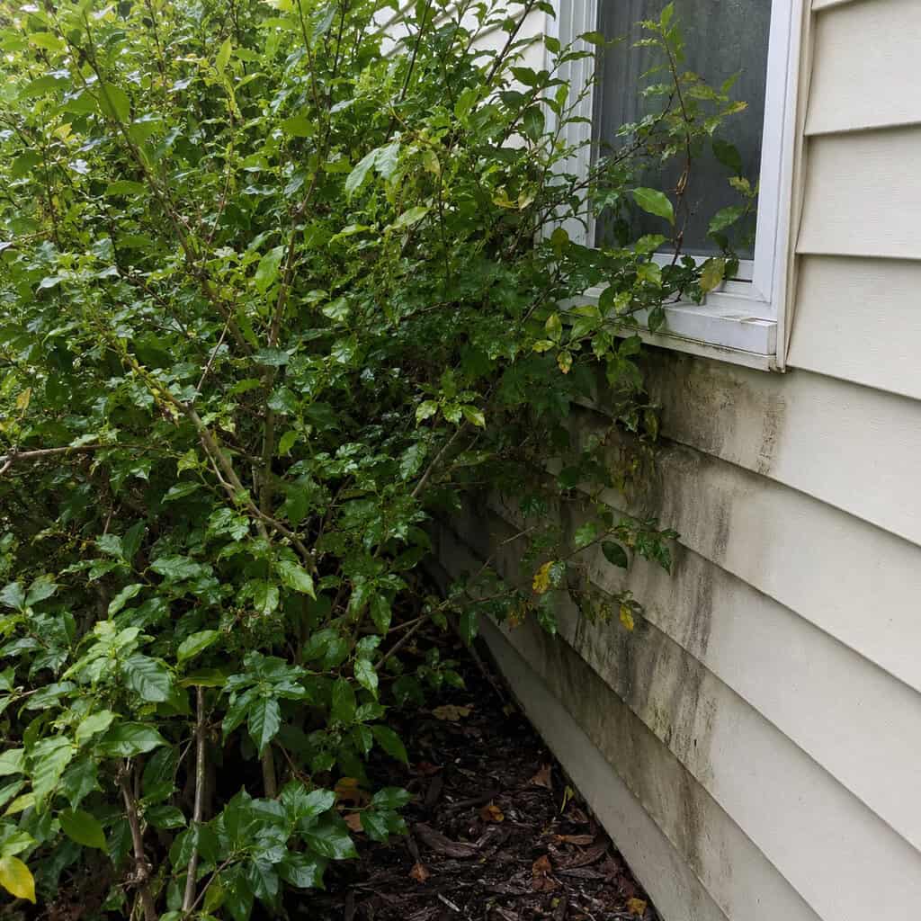 A Single-File Line of Shrubs Tight Against the House