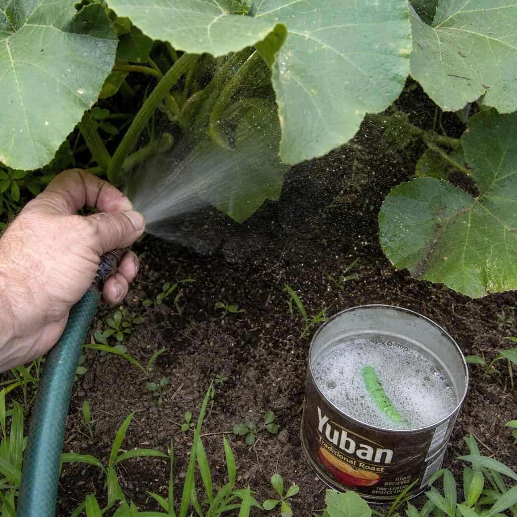 Insecticide Spray