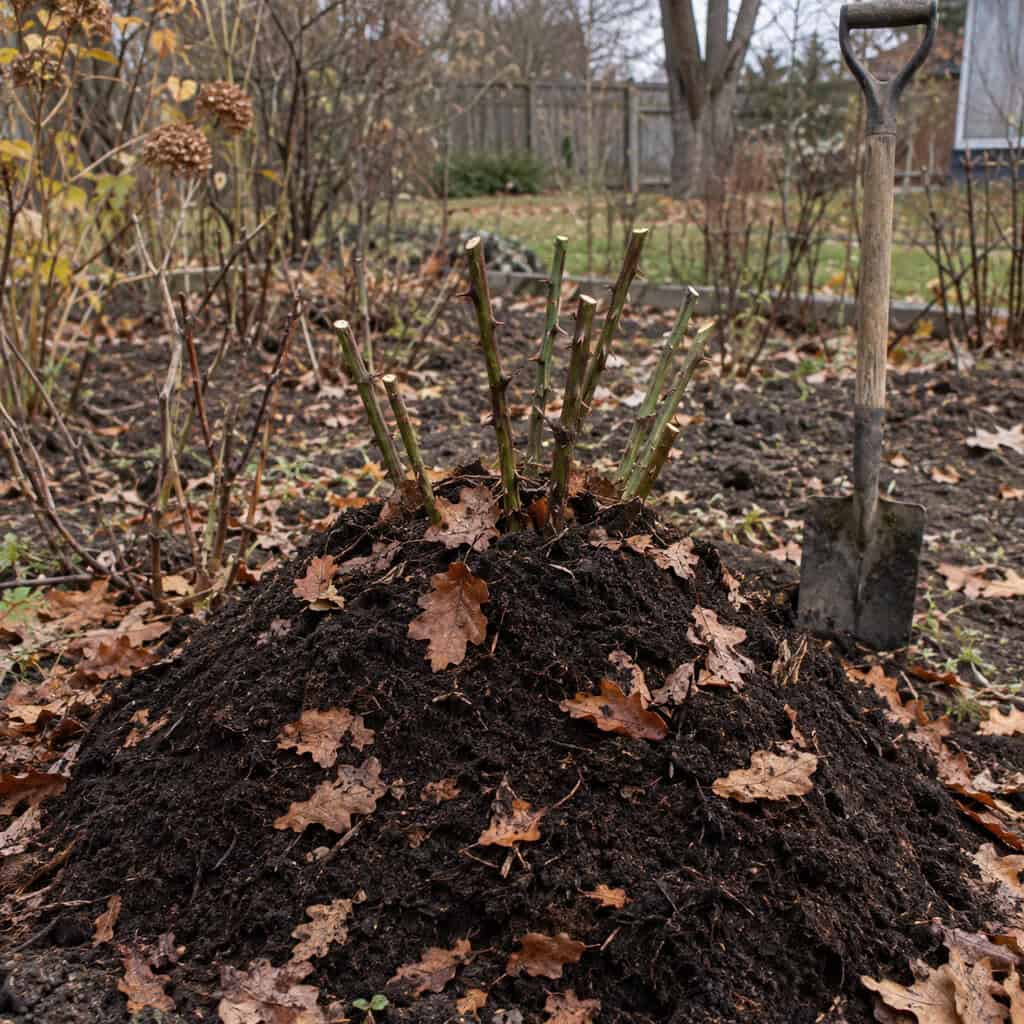 Hilling Soil Over the Rose Bushes