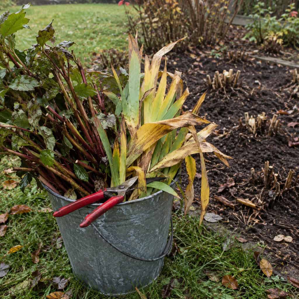 Cutting Down the Peony and Iris Foliage — and Never Composting It