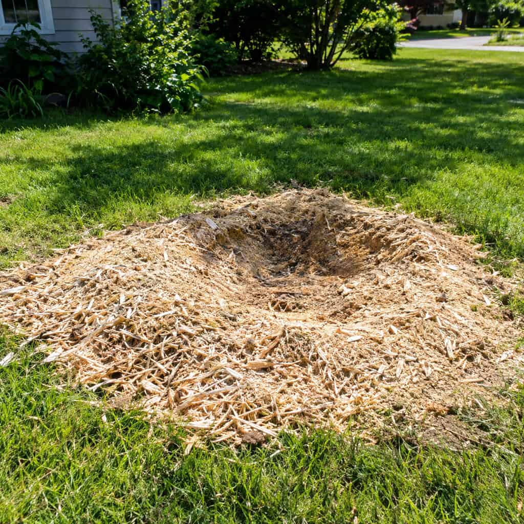 A Fresh Pile of Stump Grindings Where a Big Tree Used to Be