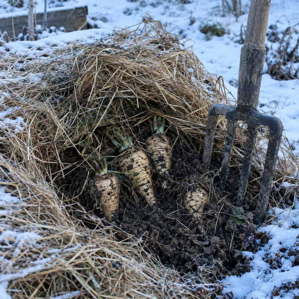 Parsnips and Carrots Left in the Ground Under a Hay Blanket
