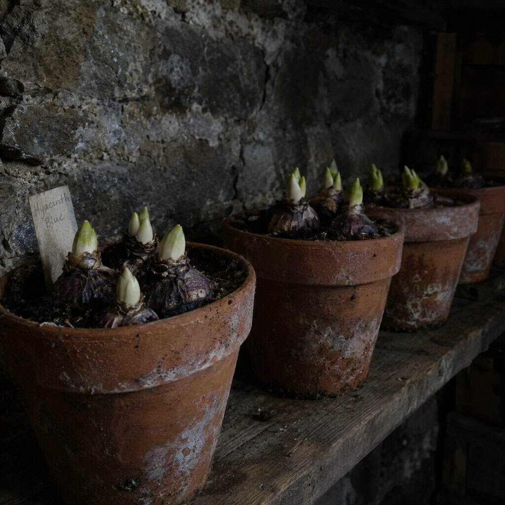 Bulbs Potted Up for Forcing in the Cellar