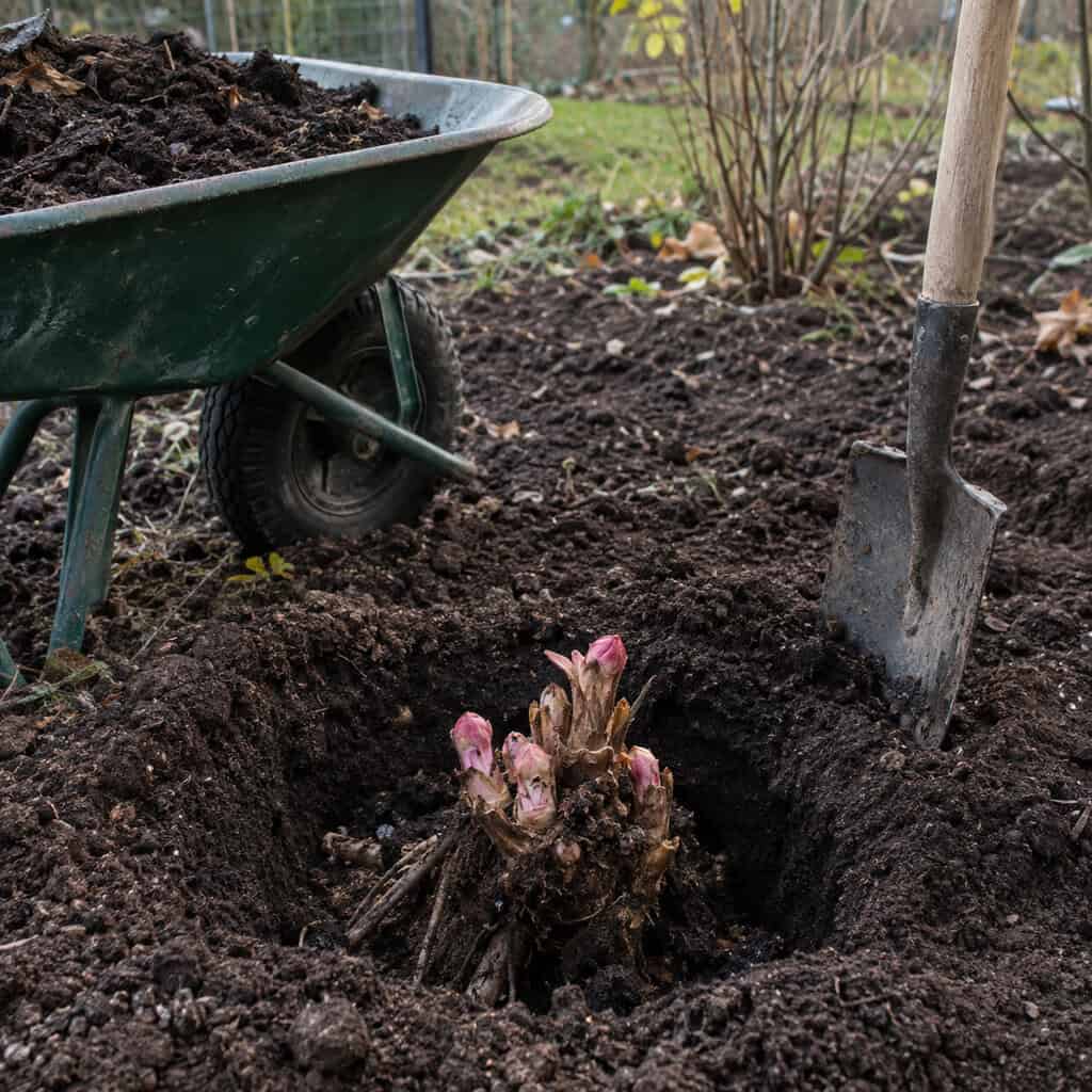 Rhubarb Crowns
