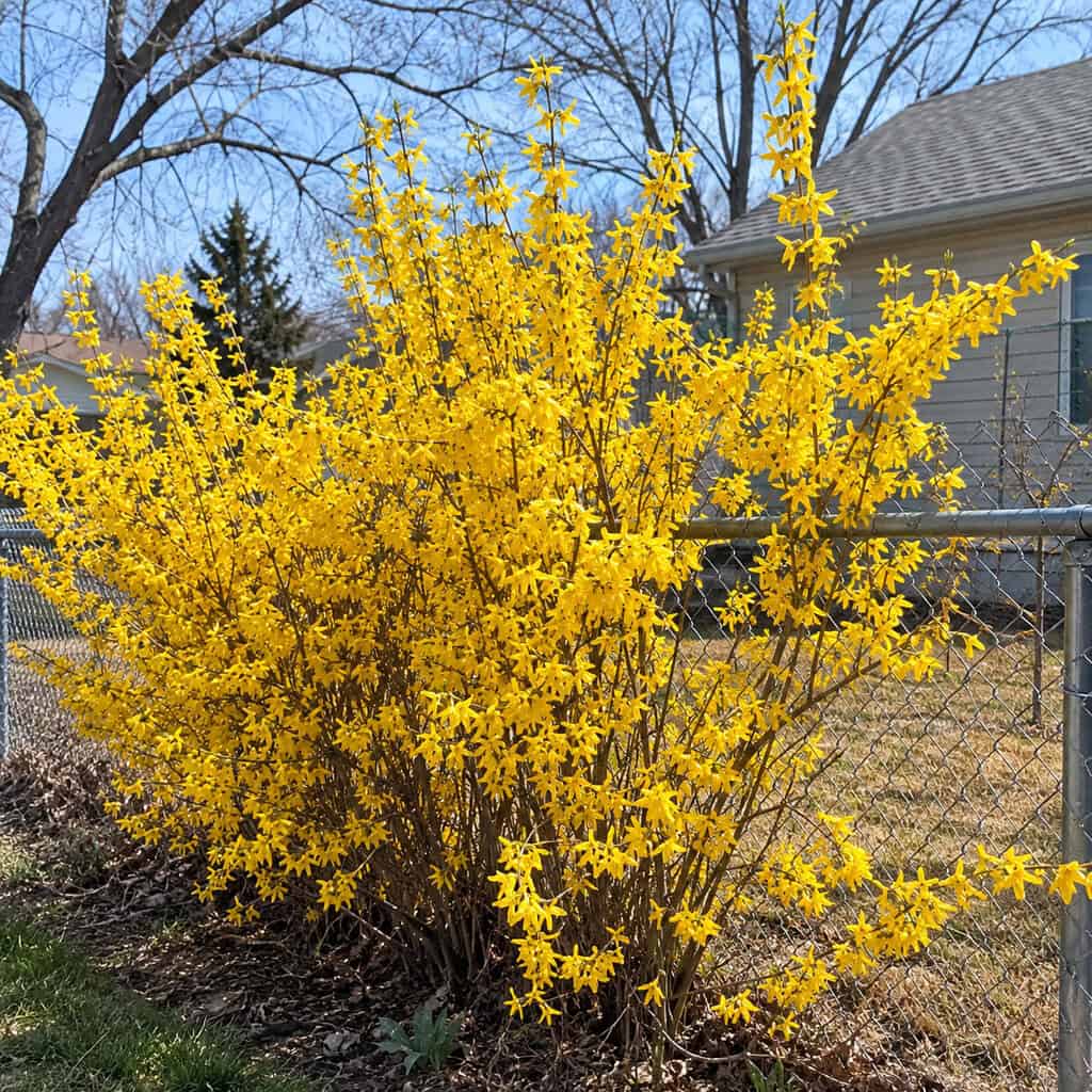 Forsythia