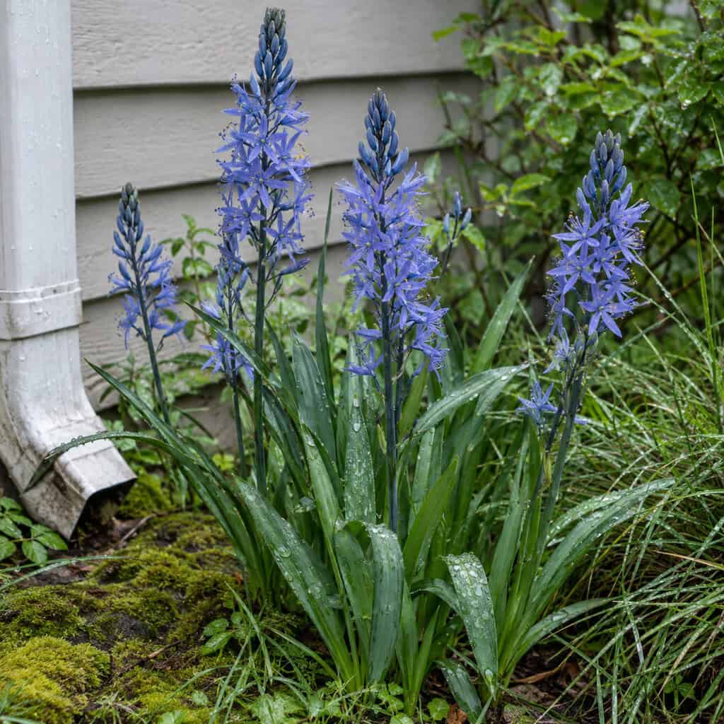 Camassia