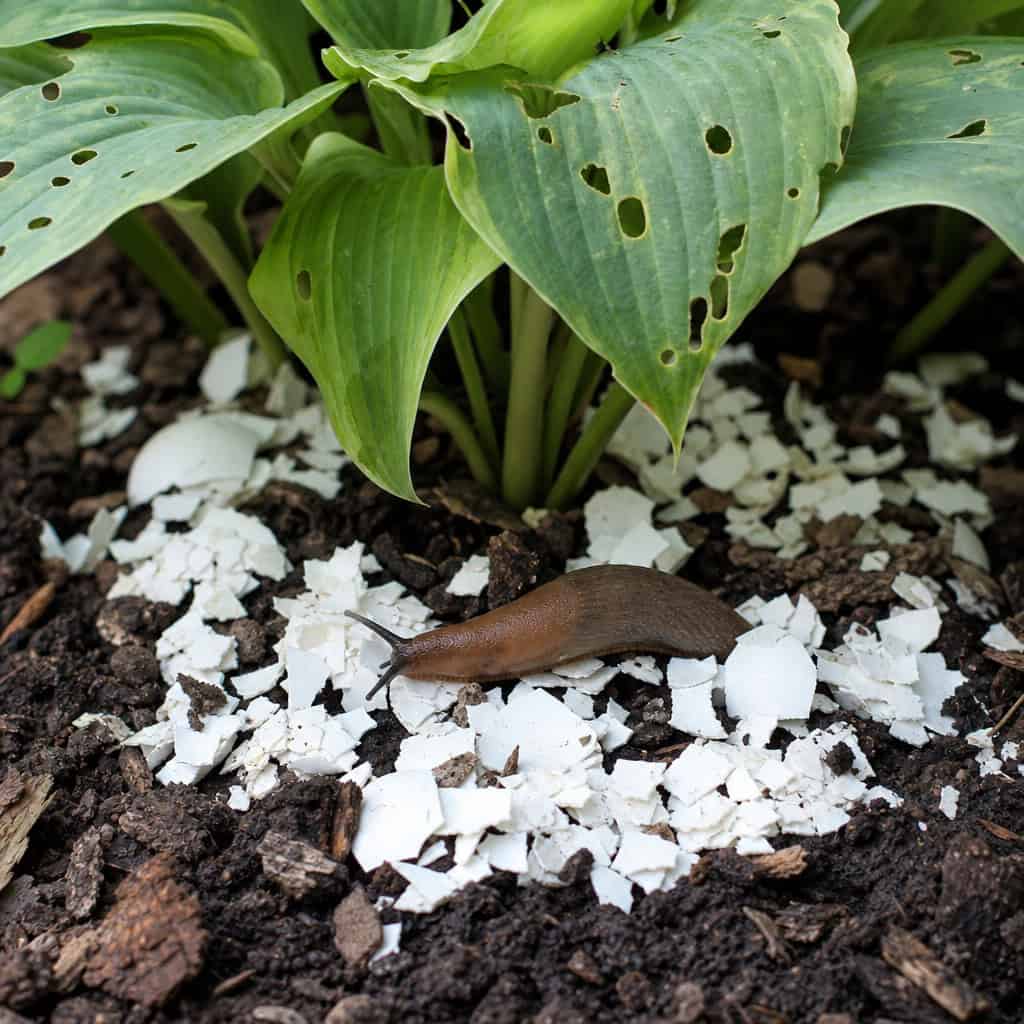 Crushed Eggshells for Slugs