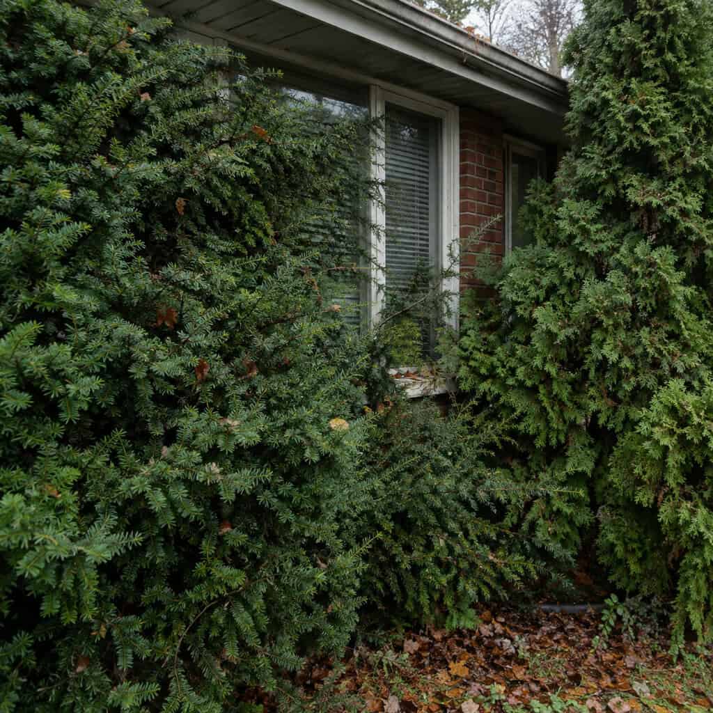Foundation Shrubs Grown Up Past the Window Sills