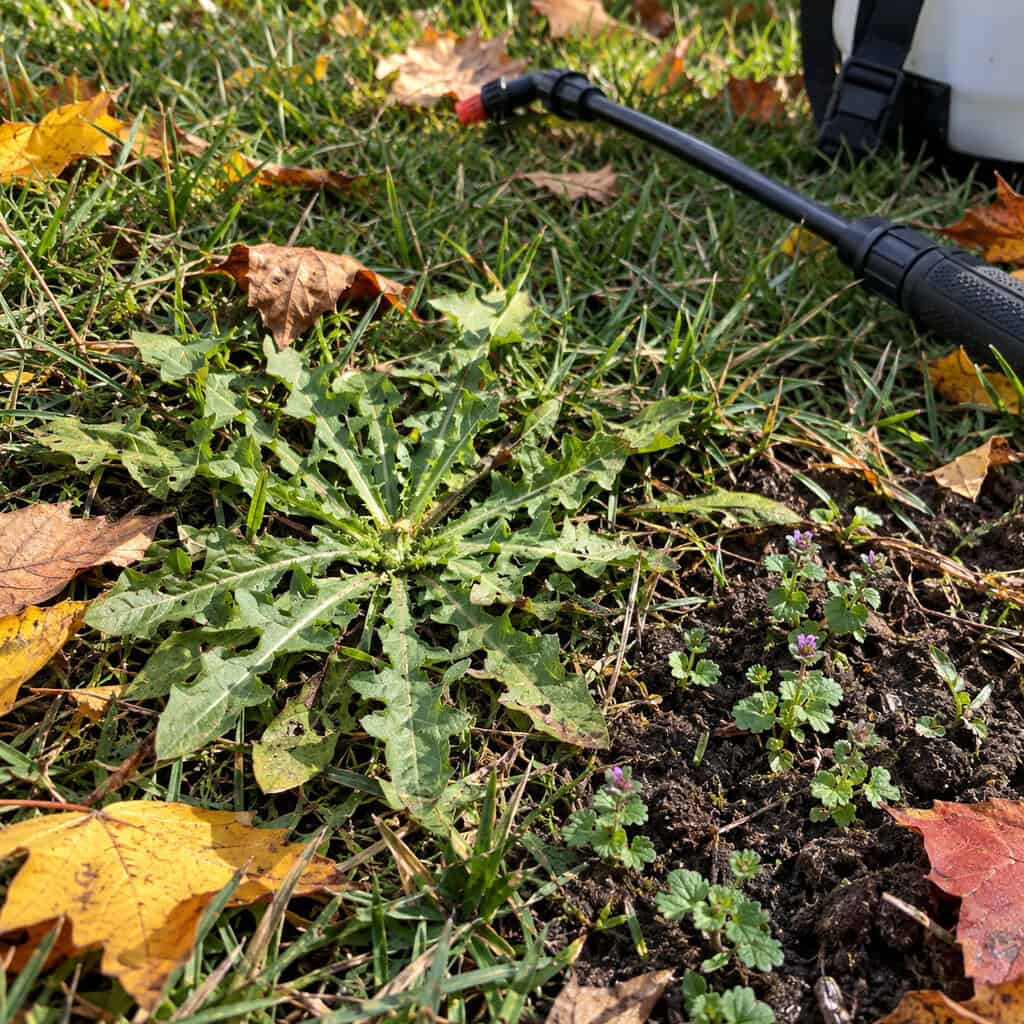 Stop Waiting Until Spring to Kill the Dandelions