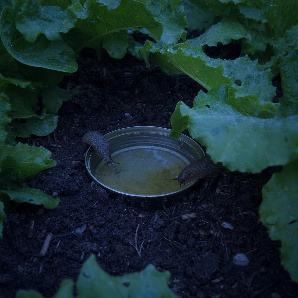 Slug Pellets