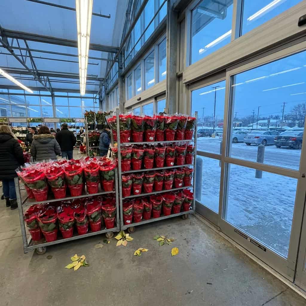 The Poinsettia Parked by the Automatic Doors