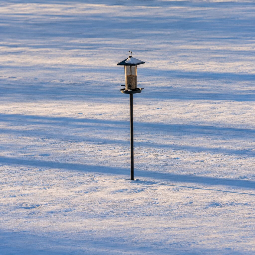 A Feeder Stranded In The Middle Of The Lawn