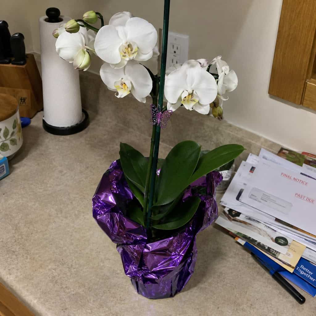 The Grocery-Store Orchid in a Foil-Wrapped Pot
