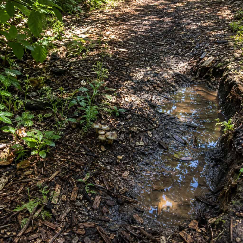 A Mulch Path Treated as a Permanent Walkway