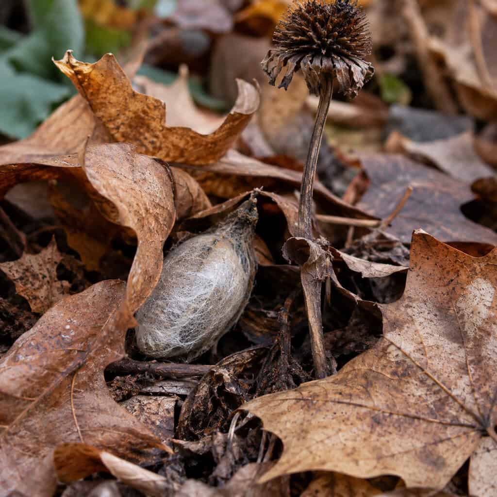 Leave the Bed Layer for Overwintering Butterflies and Moths
