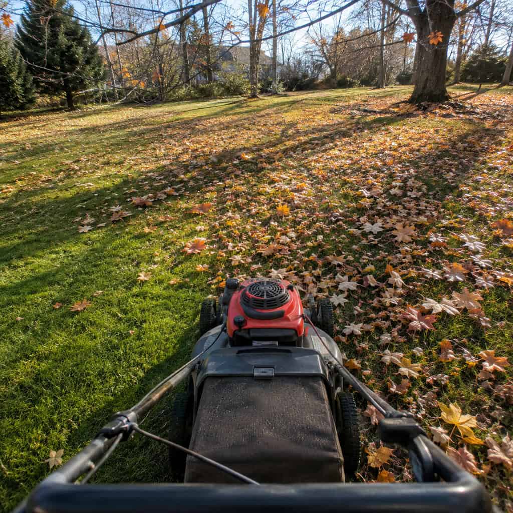 Mowing the Rest of the Leaves Straight Into the Lawn