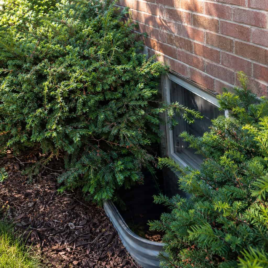 Overgrown Shrubs Touching the Siding