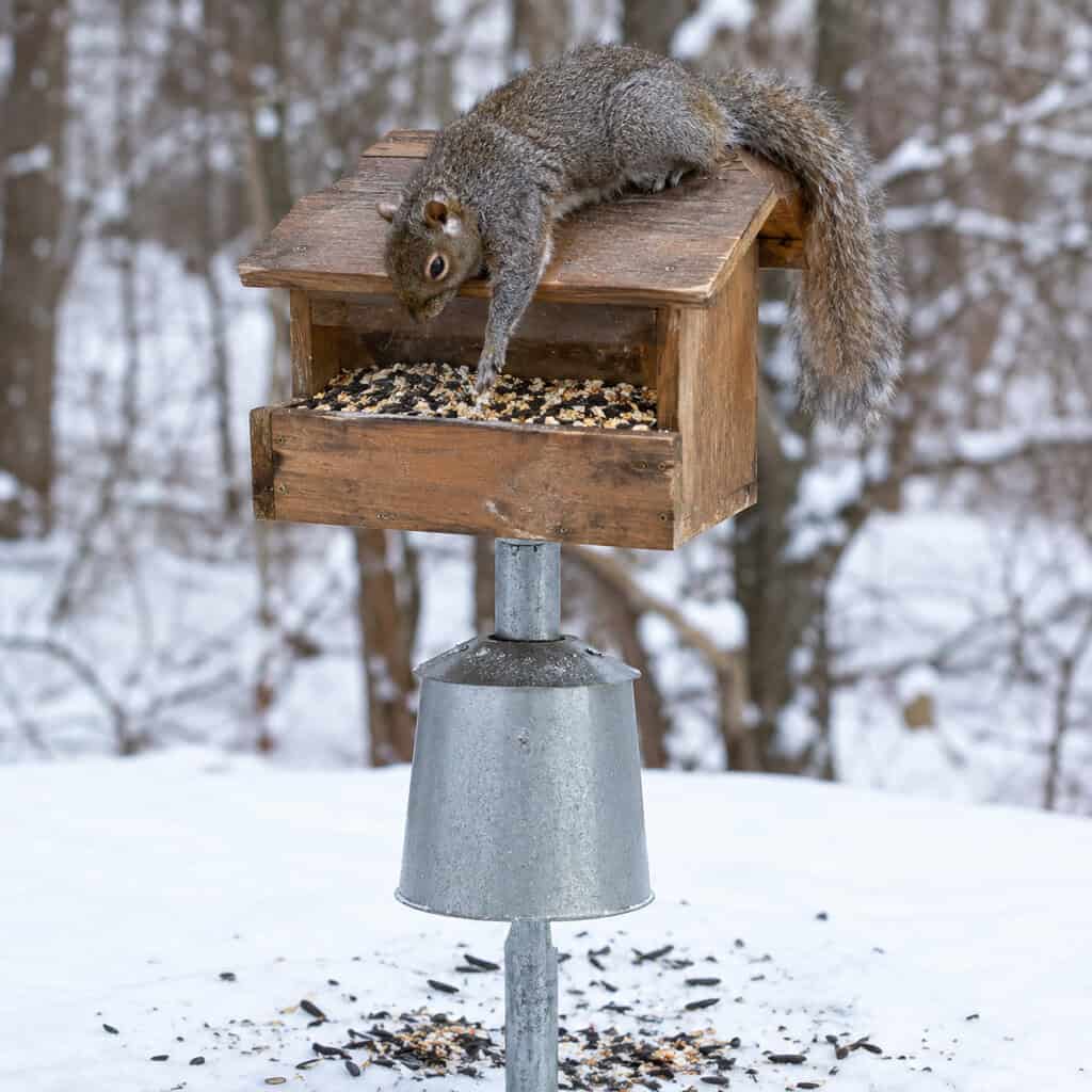 Squirrels Emptying It By Mid-Morning