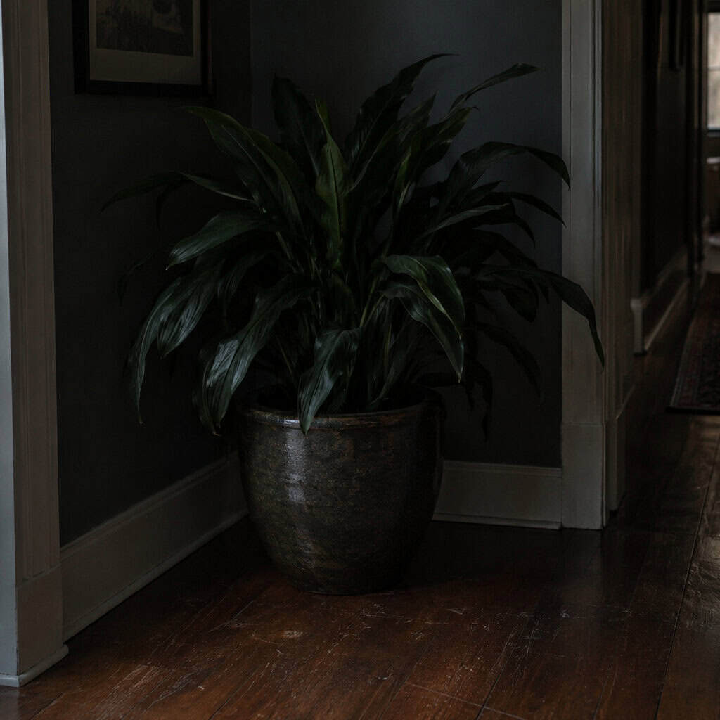 Cast Iron Plant