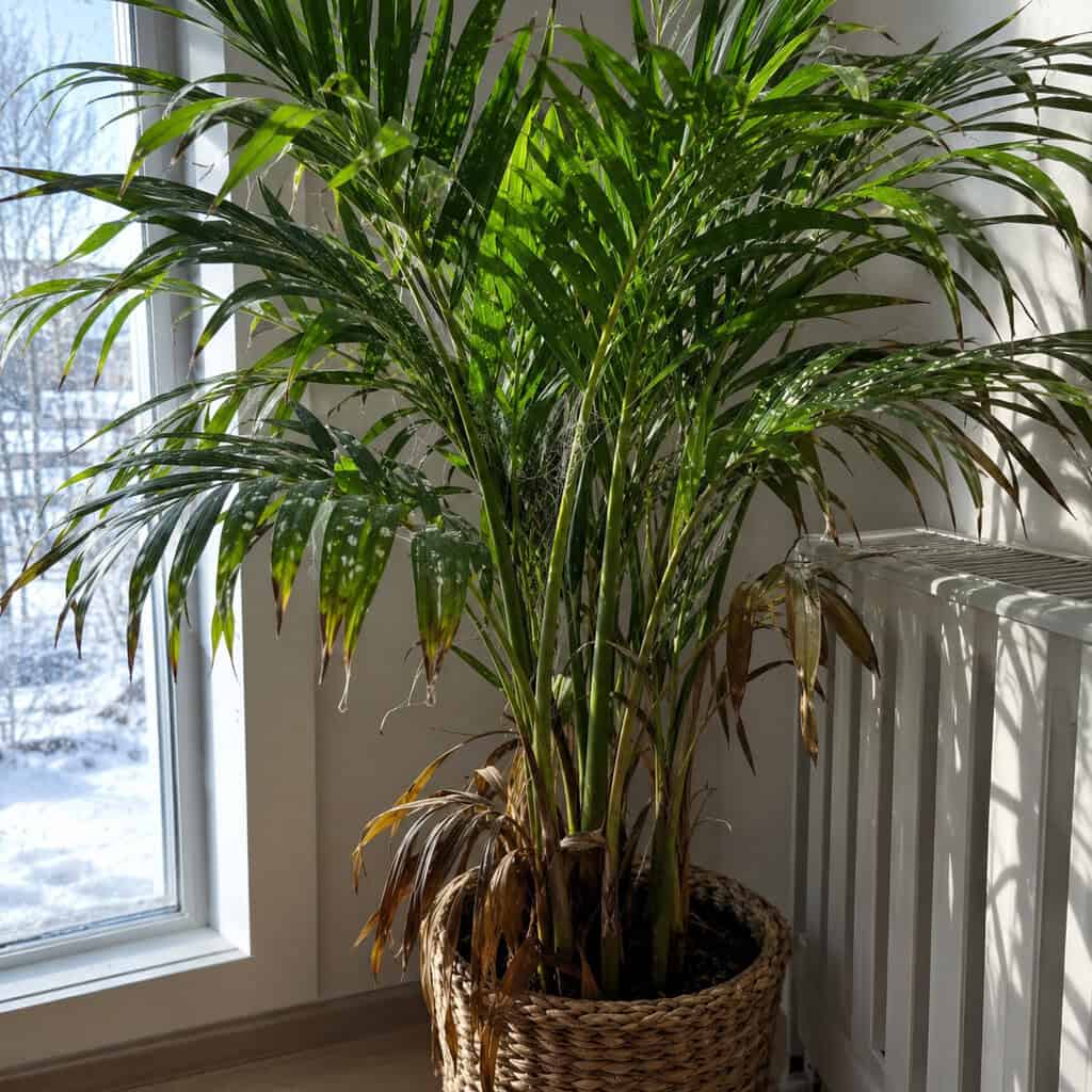 The Areca Palm