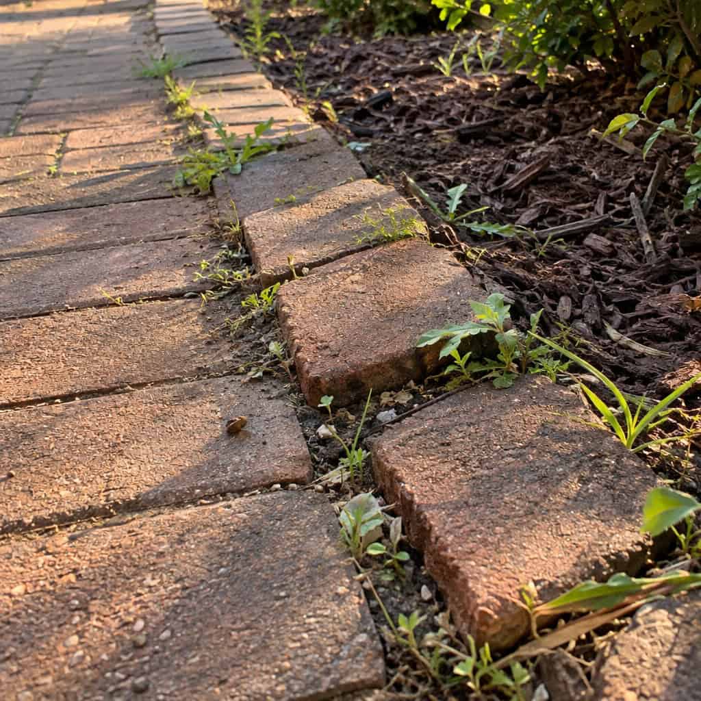 A Paver Walk With No Edge Restraint