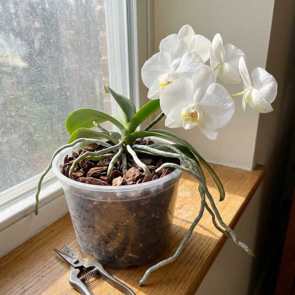 Phalaenopsis Orchid