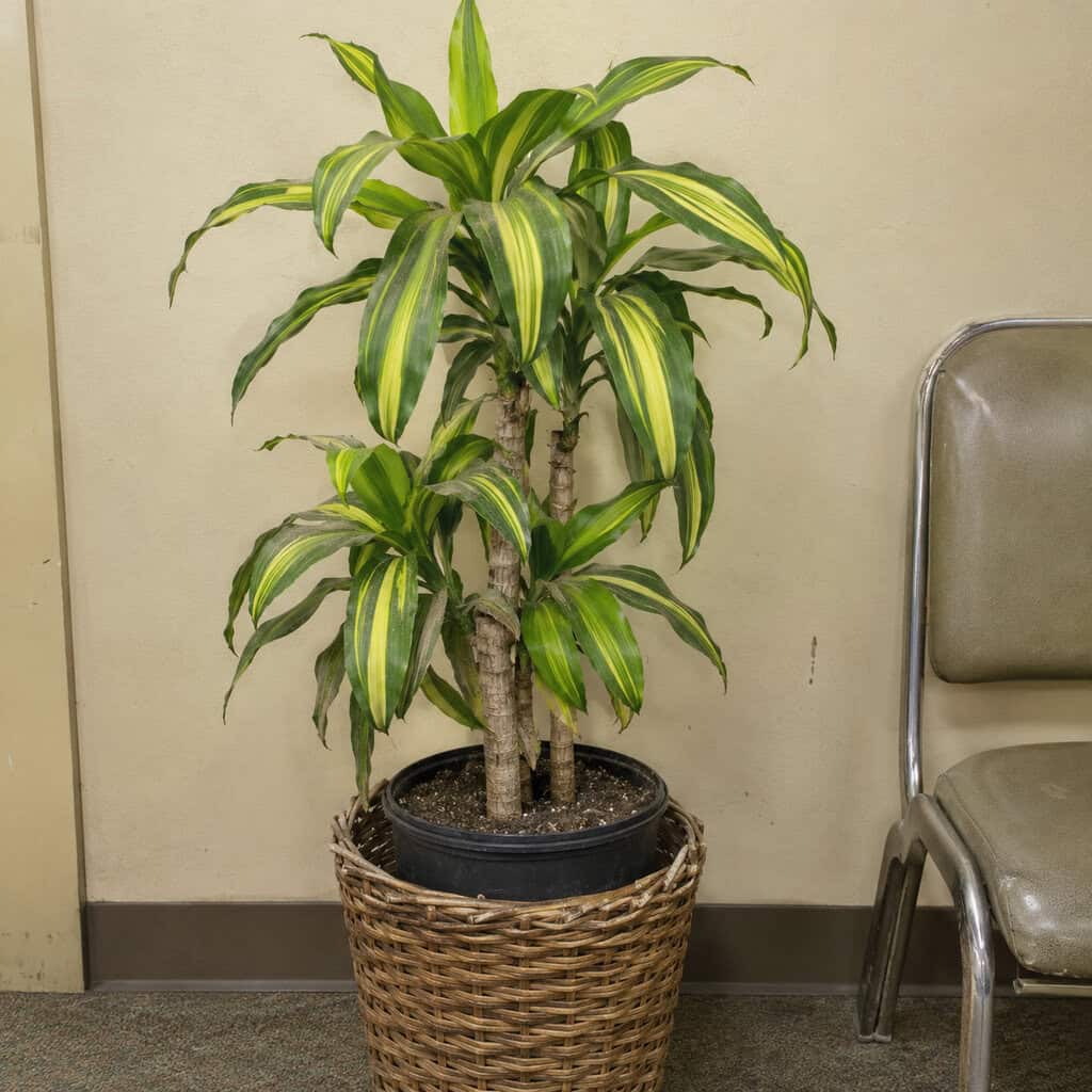 The Corn Plant (Dracaena 'Massangeana')