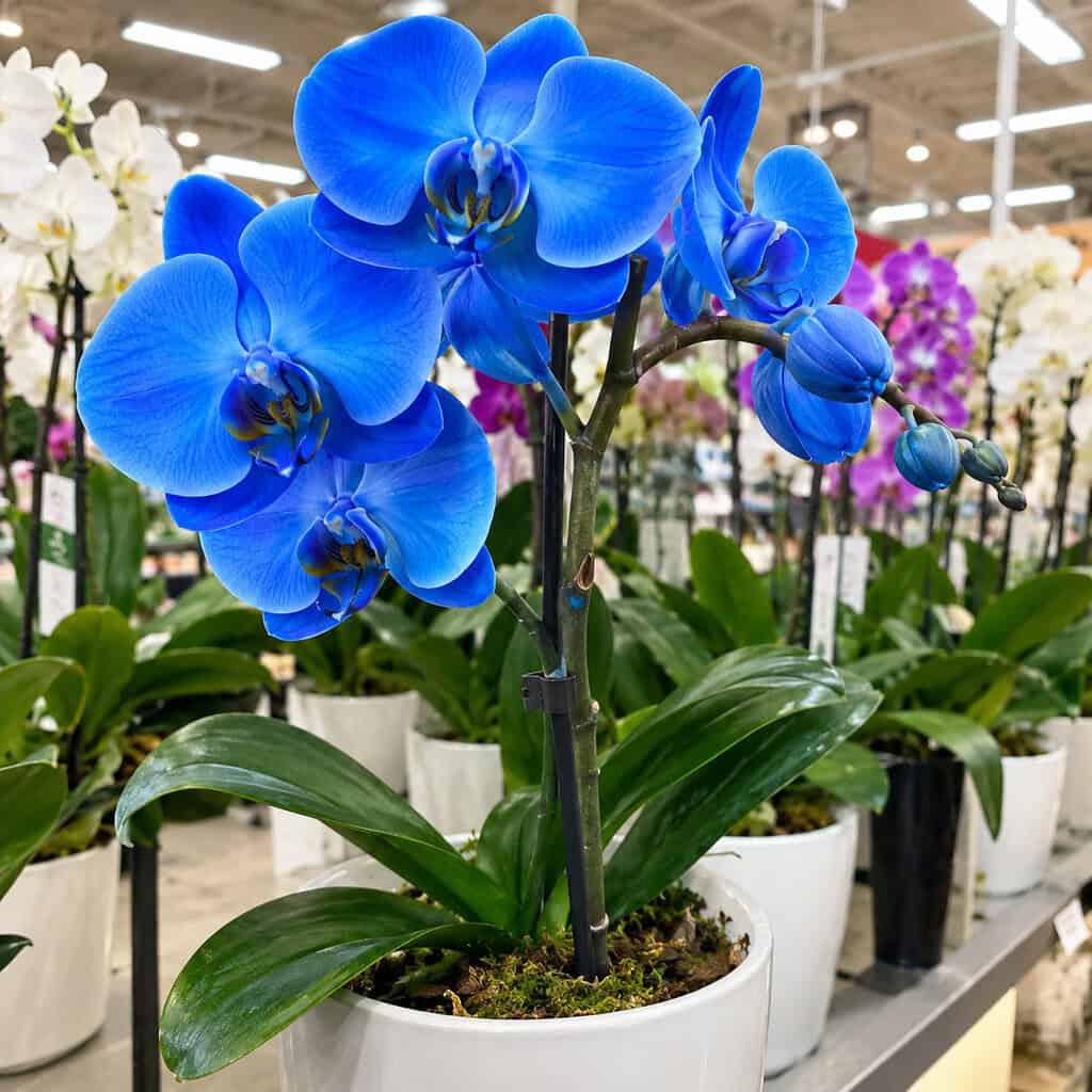 The Electric-Blue Orchid