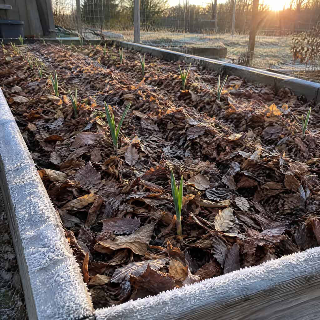 Blanket the Garlic and Strawberry Beds