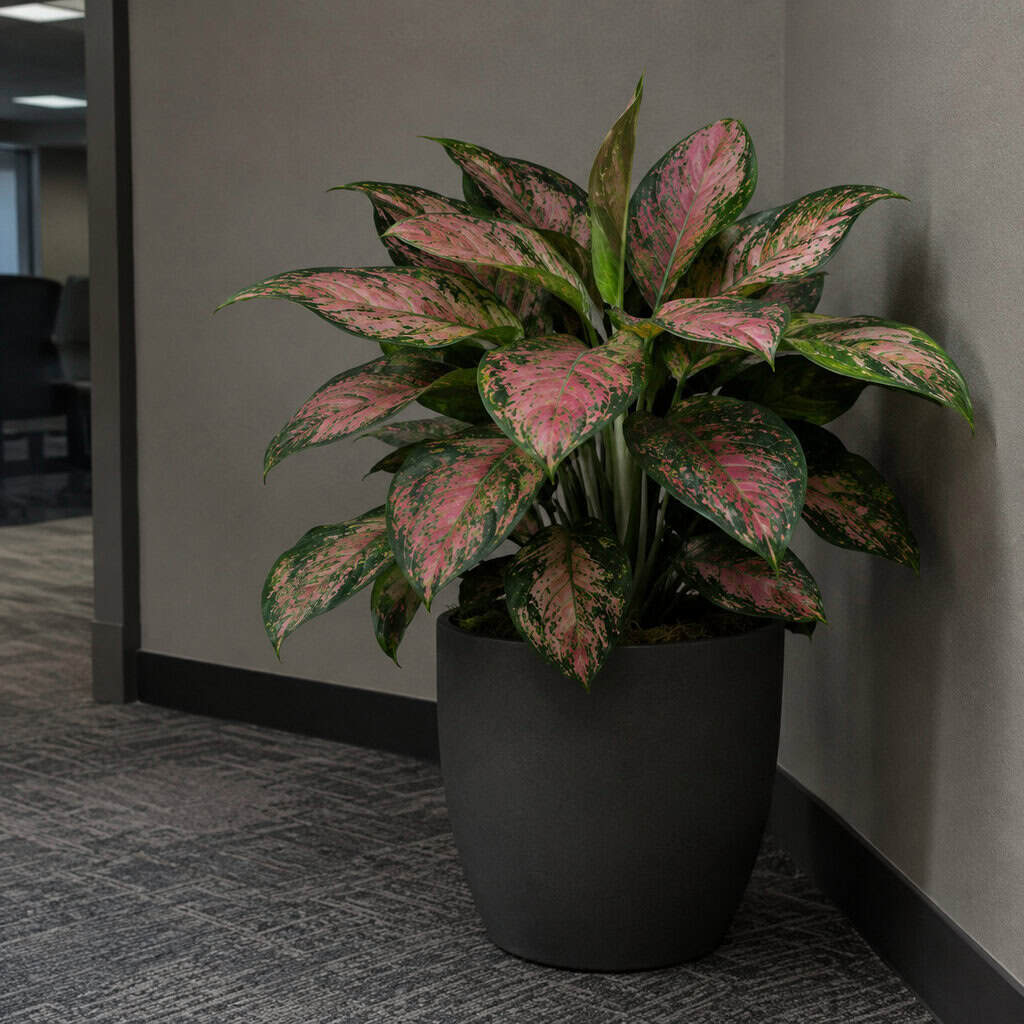 Chinese Evergreen (Aglaonema)