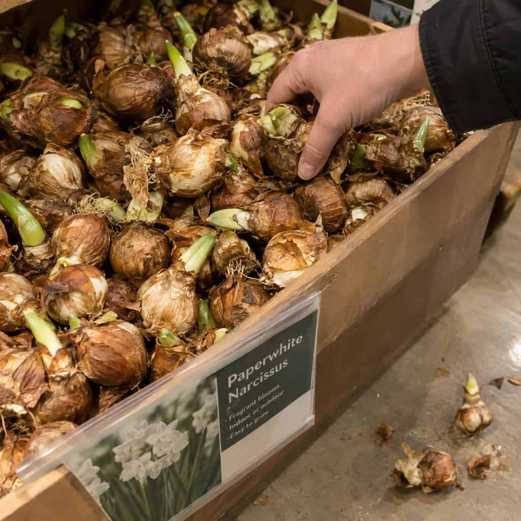The Bin of Loose Paperwhite Bulbs