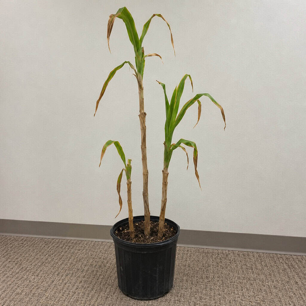 The Corn Plant (Mass Cane)