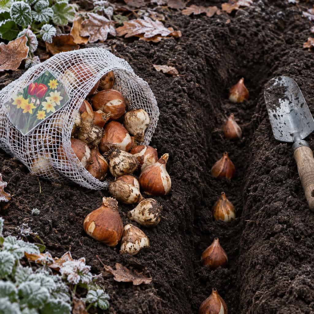 Tulips and Daffodils Planted Last, After the Soil Cooled