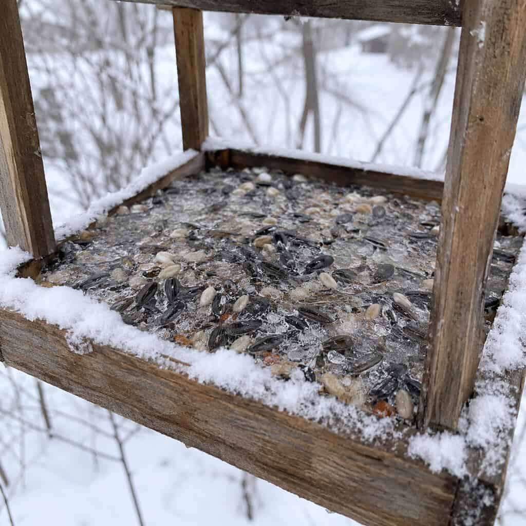 No Roof Over The Seed