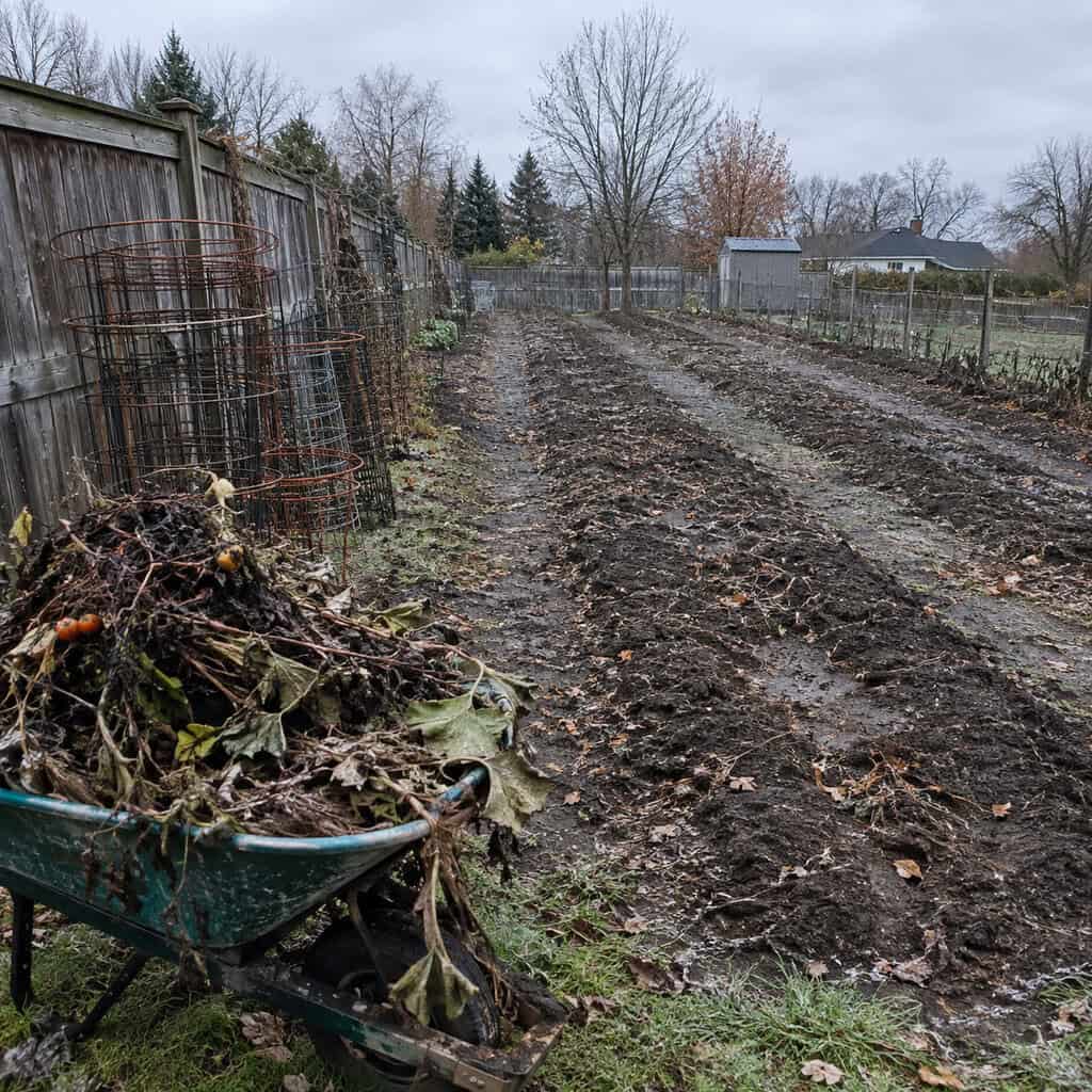 Stripping the Vegetable Beds Down to Bare Dirt