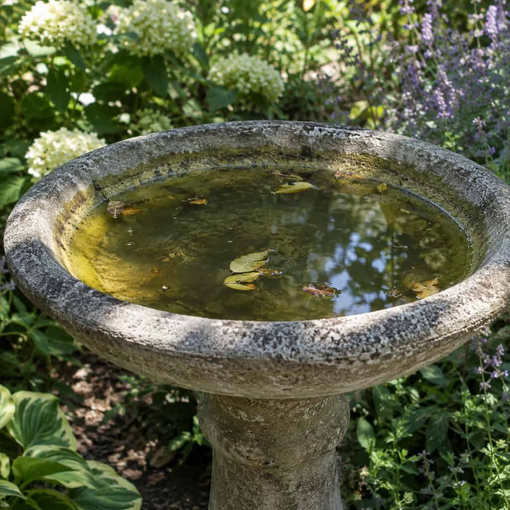 The Birdbath That Only Ever Gets Topped Off