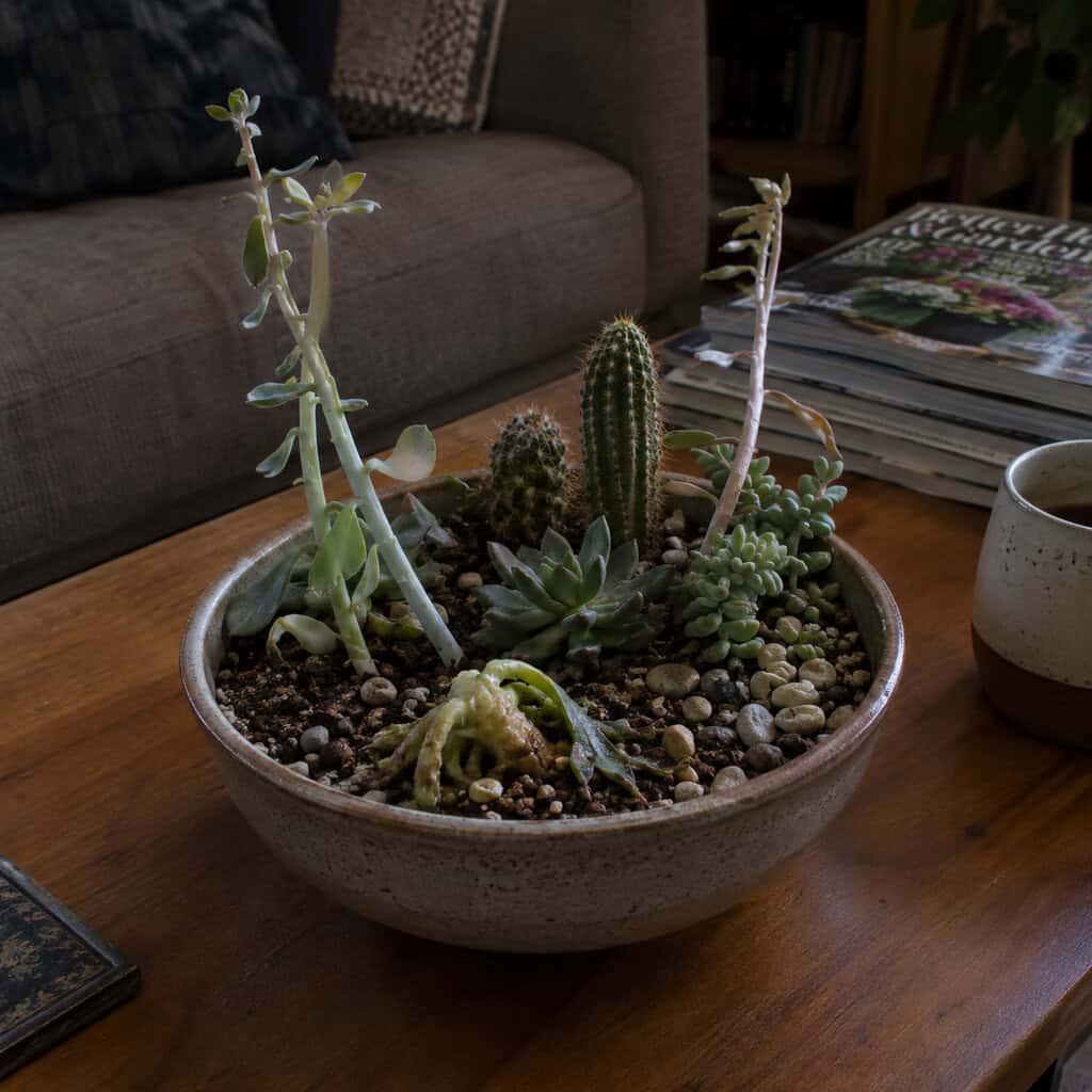 The Succulent-and-Cactus Bowl on the Coffee Table