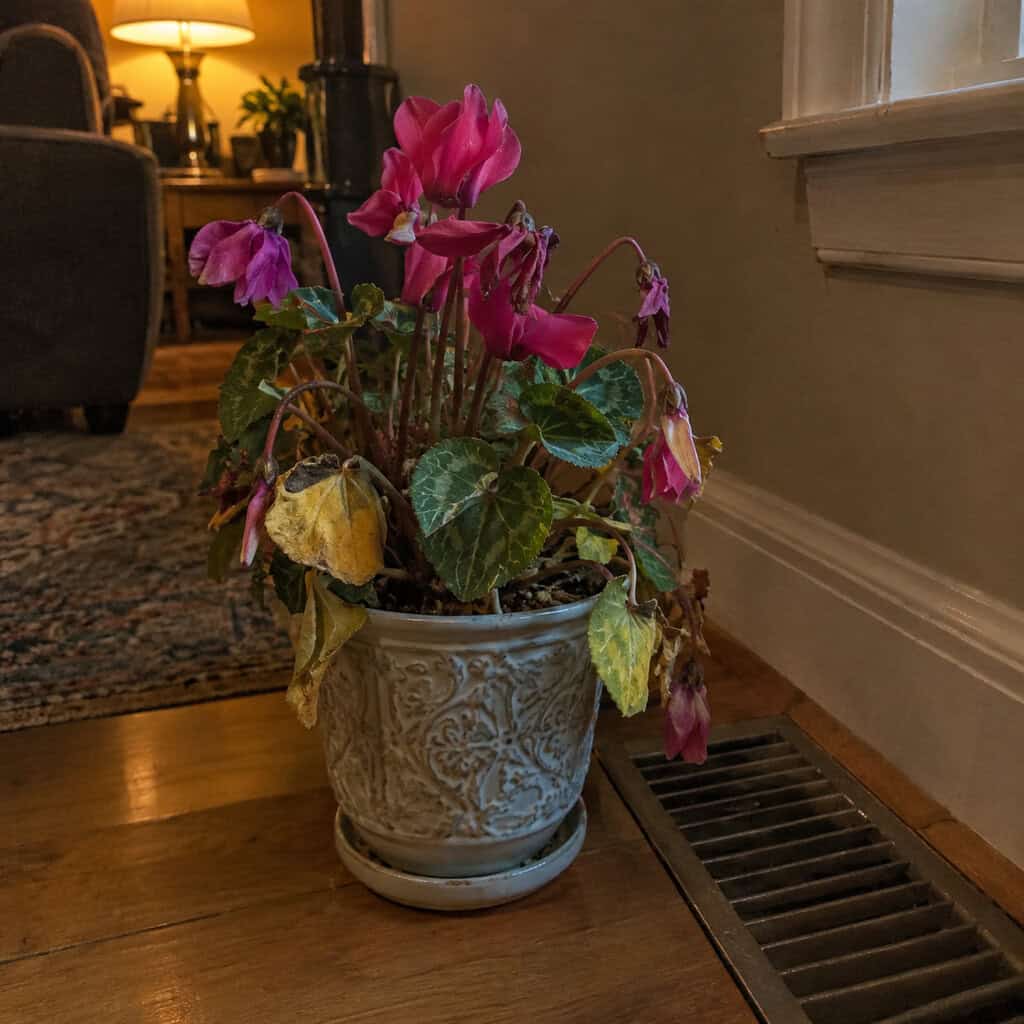 The Florist Cyclamen Next to the Heater Vent