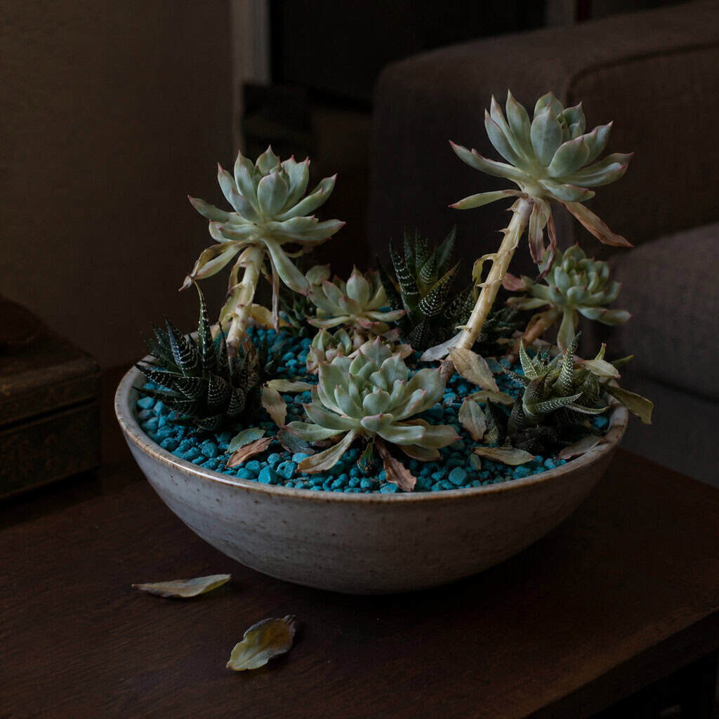 The Succulent Dish Garden