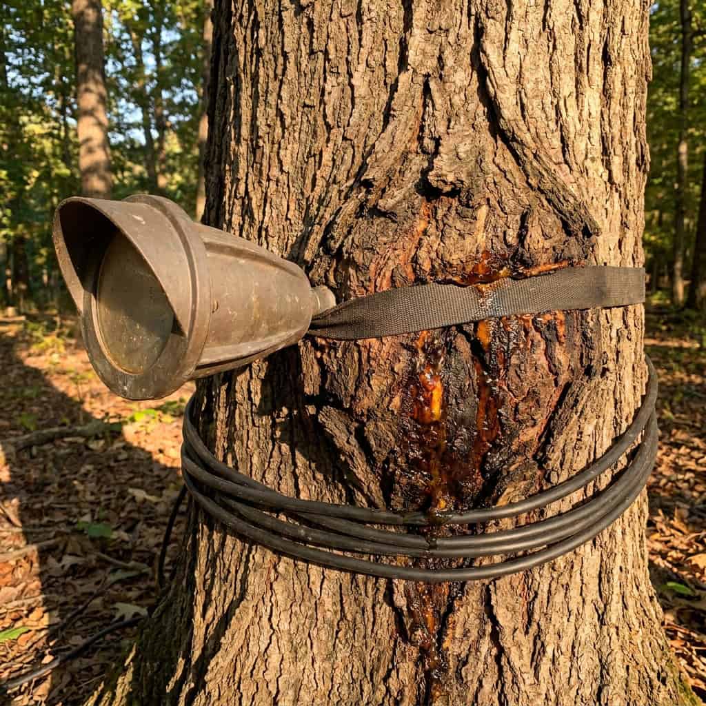 An Uplight Strapped or Bolted to the Tree Trunk