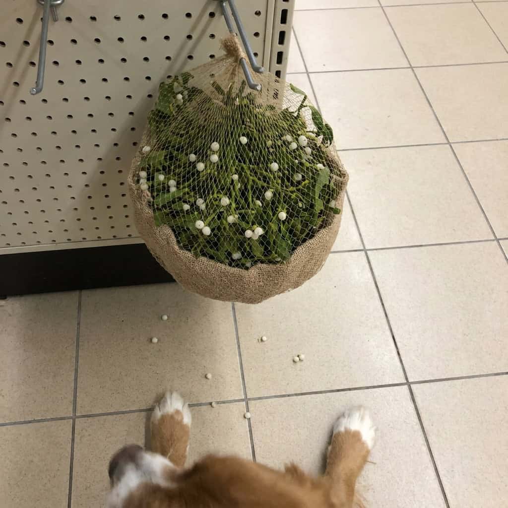 The Bagged Mistletoe Sprig