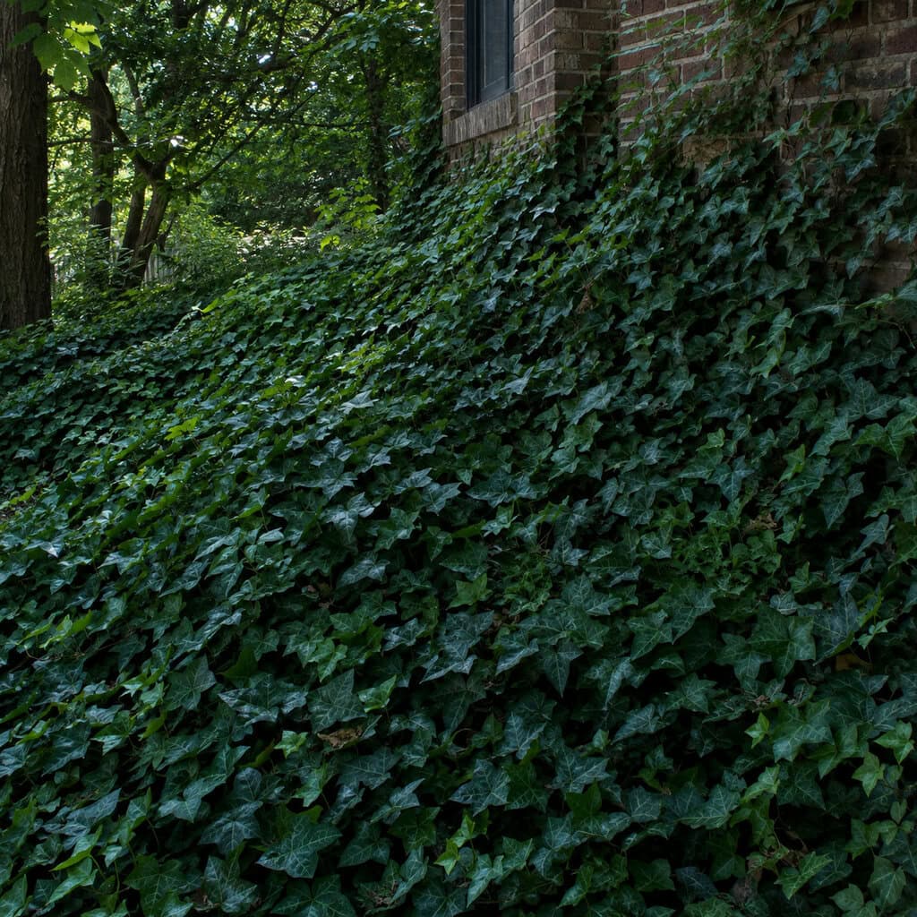 The Dense English Ivy or Pachysandra Mat